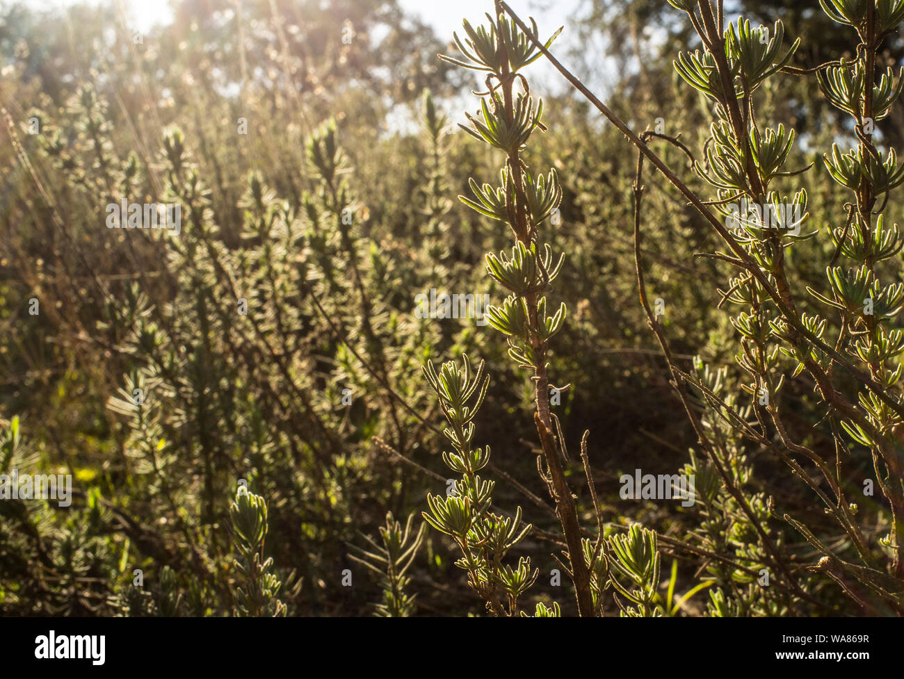 Backlighting of lavender plant at sunset on winter. Aromatic herbaceous abundant at extremaduran dehesa forests Stock Photo