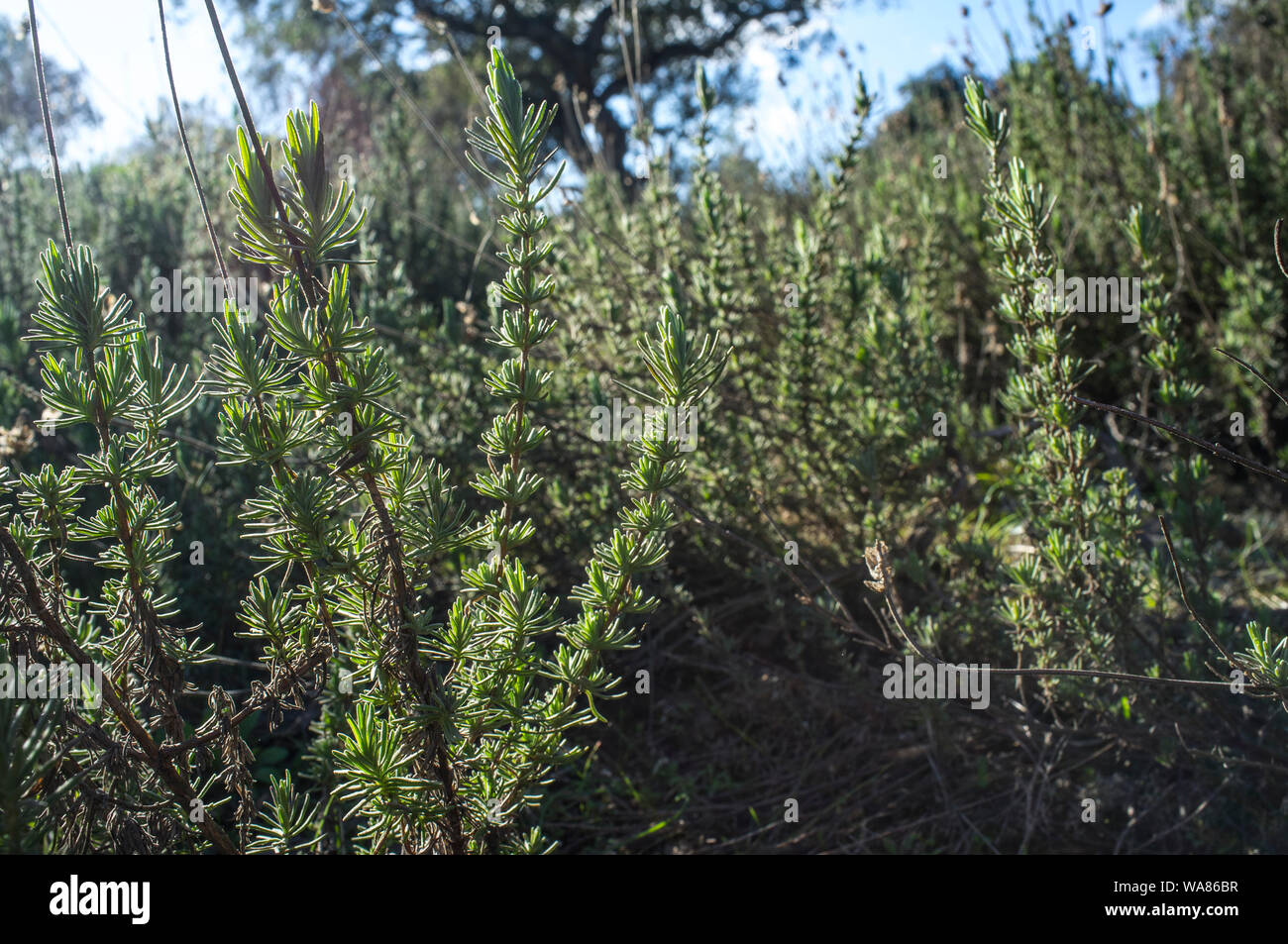 Backlighting thymus plant. Aromatic herbaceous abundant at extremaduran dehesa forests Stock Photo