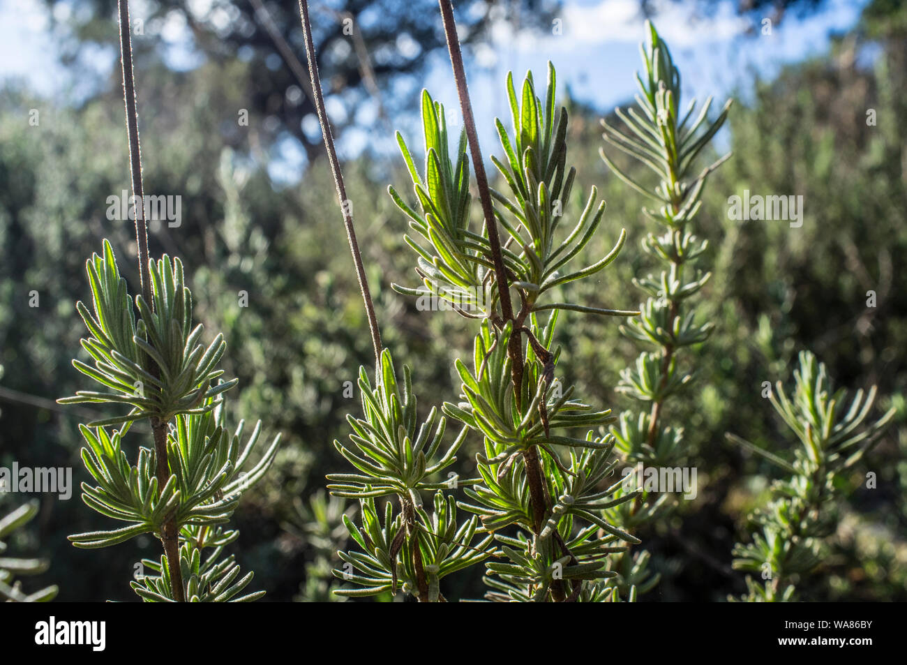 Backlighting thymus plant. Aromatic herbaceous abundant at extremaduran dehesa forests Stock Photo