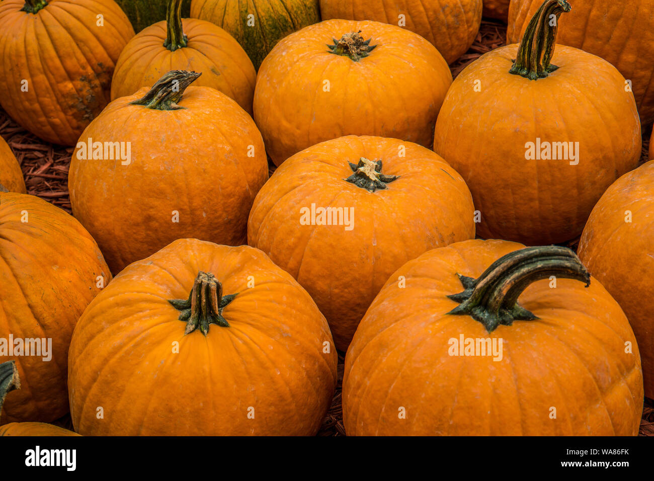 Medium size pumpkins grouped together for sale close up Stock Photo
