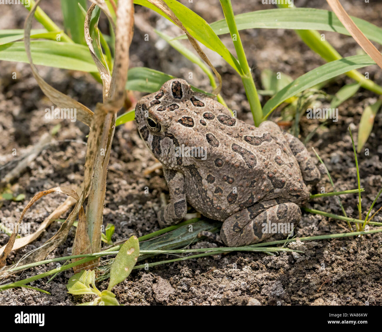 Fowler's toad sitting in grass by pond Stock Photo