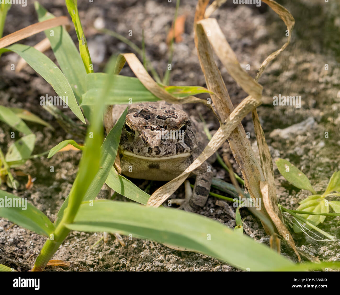 Fowler's toad sitting in grass by pond Stock Photo