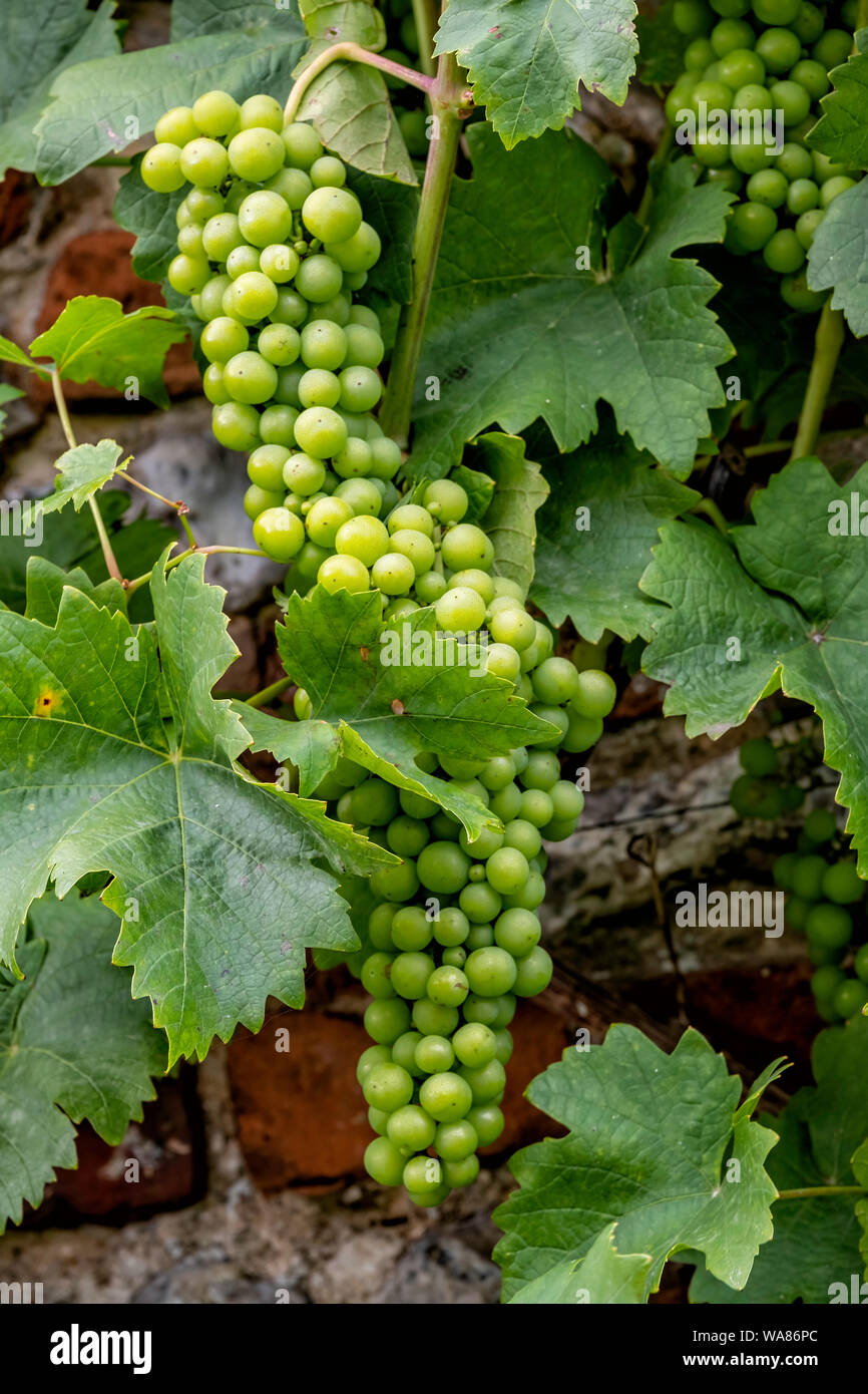 Grape growing on wall hi-res stock photography and images - Alamy