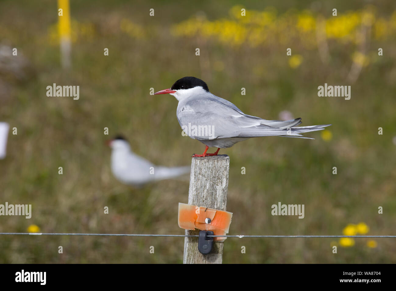 Artic Tern sat on fence post. Iceland Stock Photo