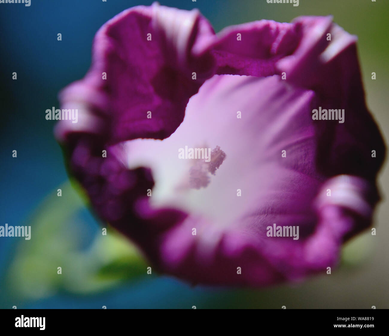 Close up of purple morning glory. Ipomoea purpurea macro photography Stock Photo