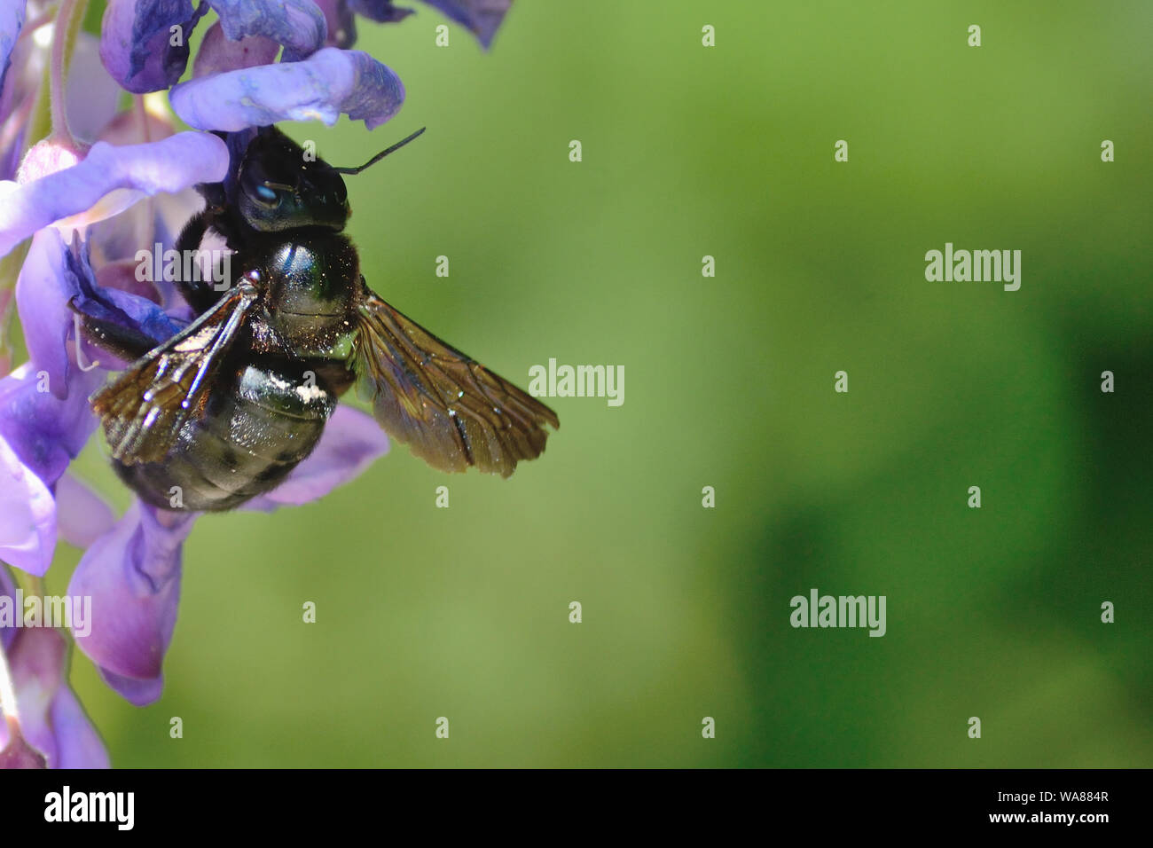 Close up of violet carpenter bee, Xylocopa violacea on Wisteria sinensis, Stock Photo