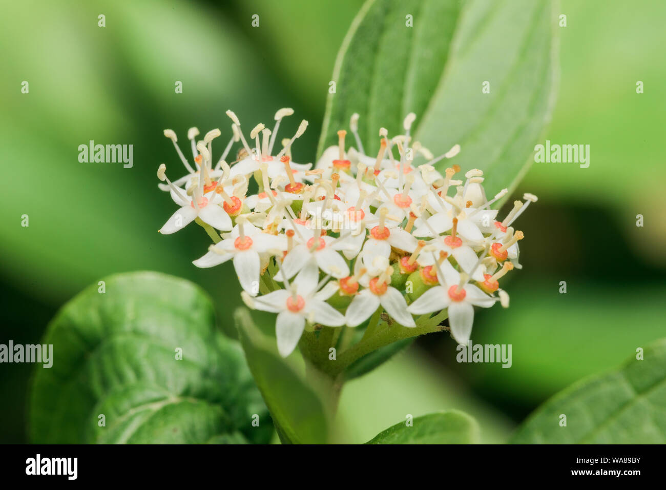 Close up shot leaves flowers hi-res stock photography and images - Alamy