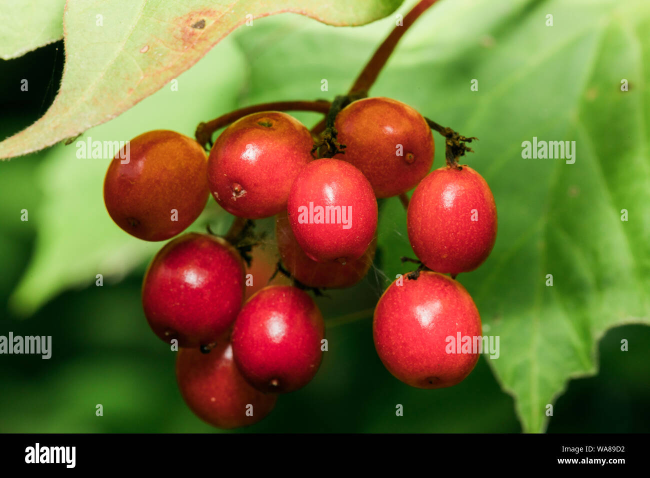 a close up shot of a red wild berry Stock Photo