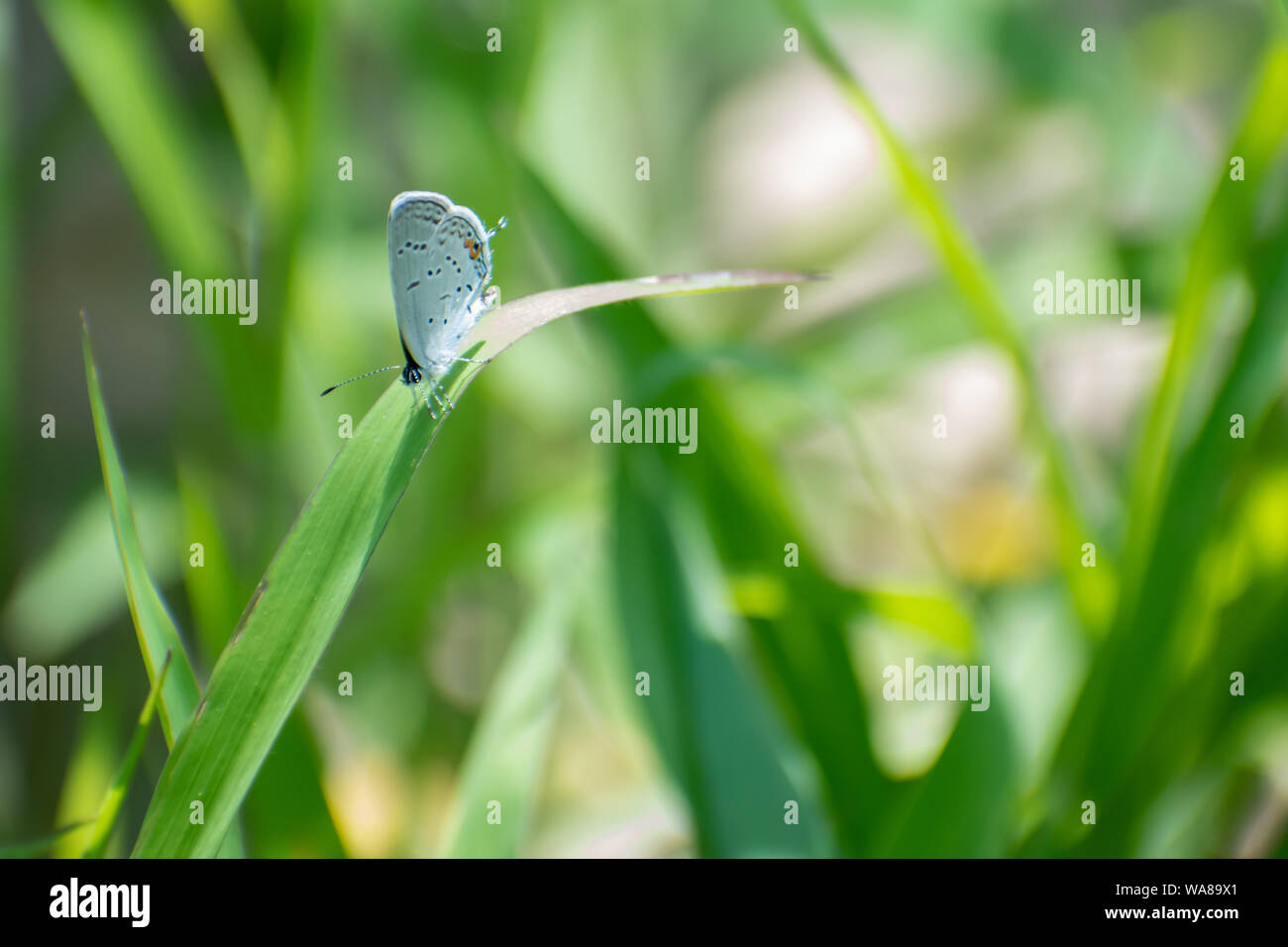 Blue butterfly on a blade of grass Stock Photo - Alamy