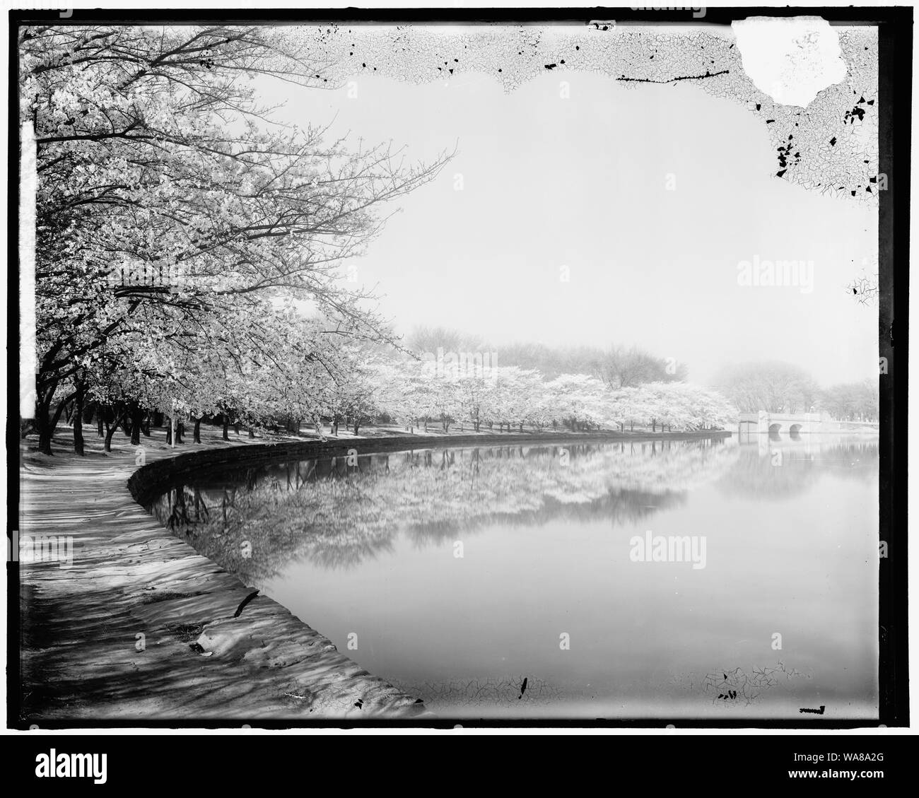 Cherry tree petals Black and White Stock Photos & Images - Alamy