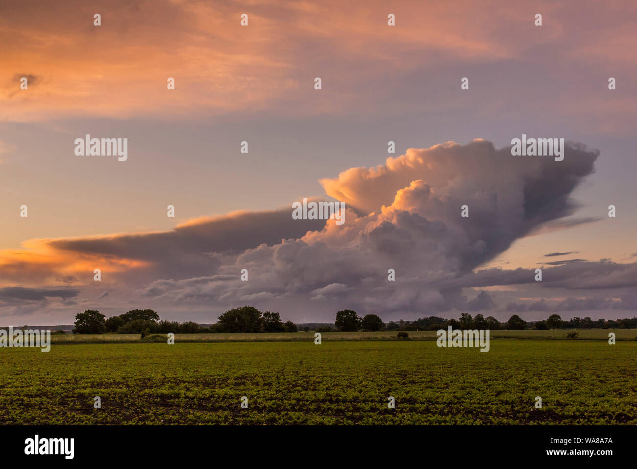rising Cumulonimbus clouds in Suffolk, UK Stock Photo