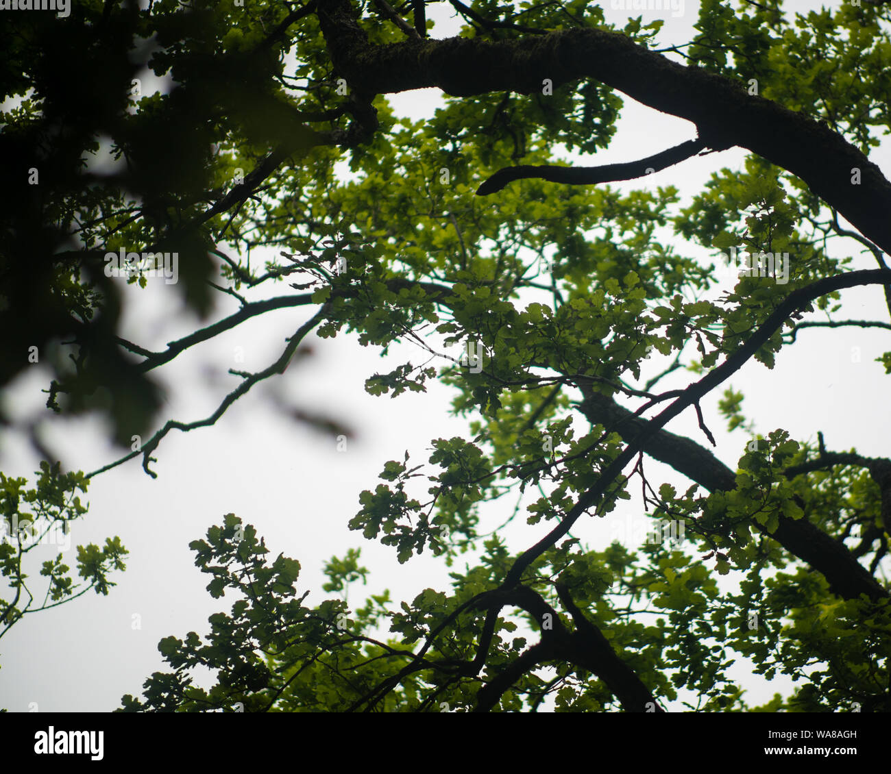 Spring wallpaper hi-res stock photography and images - Alamy