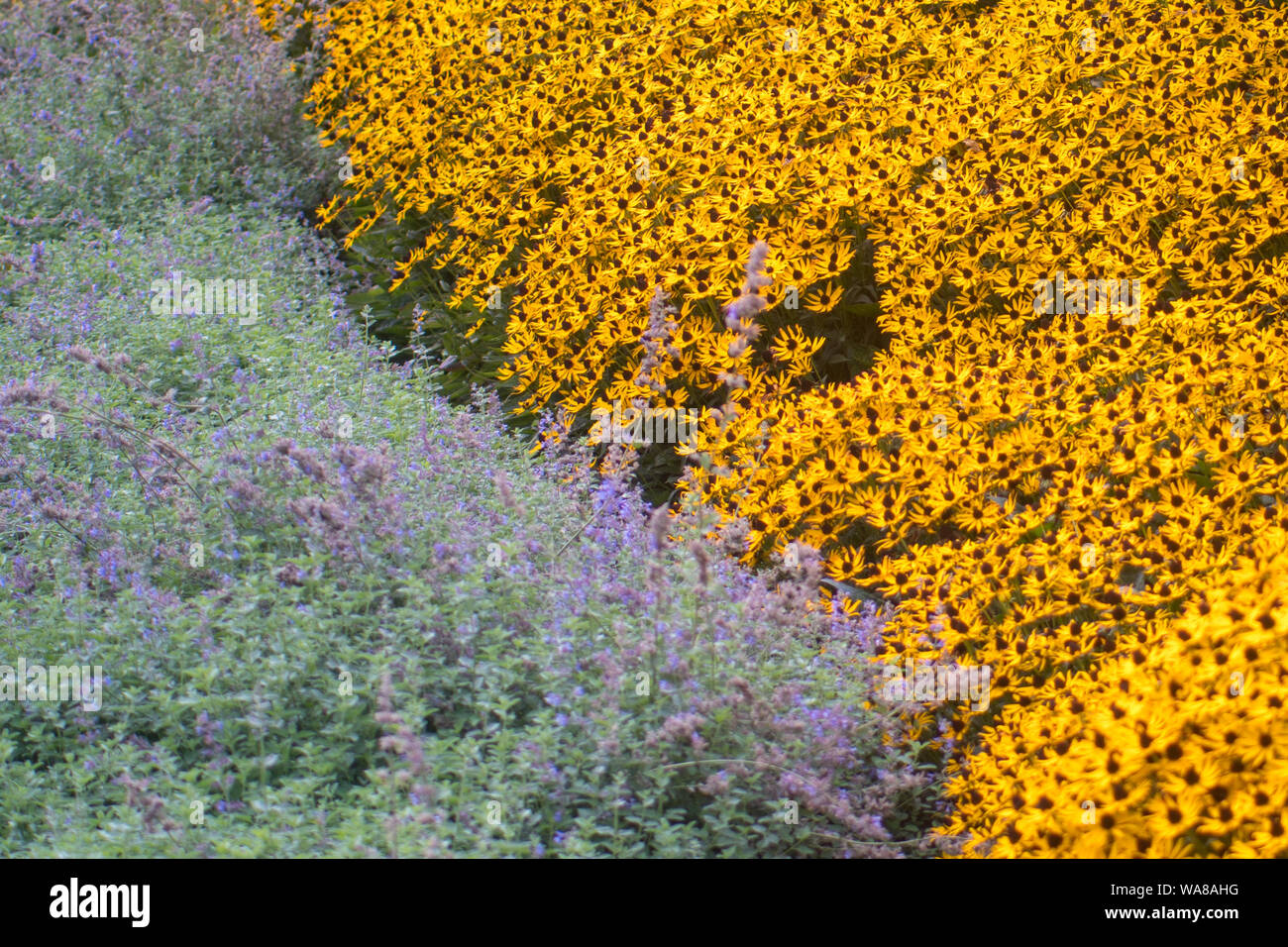 Lavender and sunflower hires stock photography and images Alamy