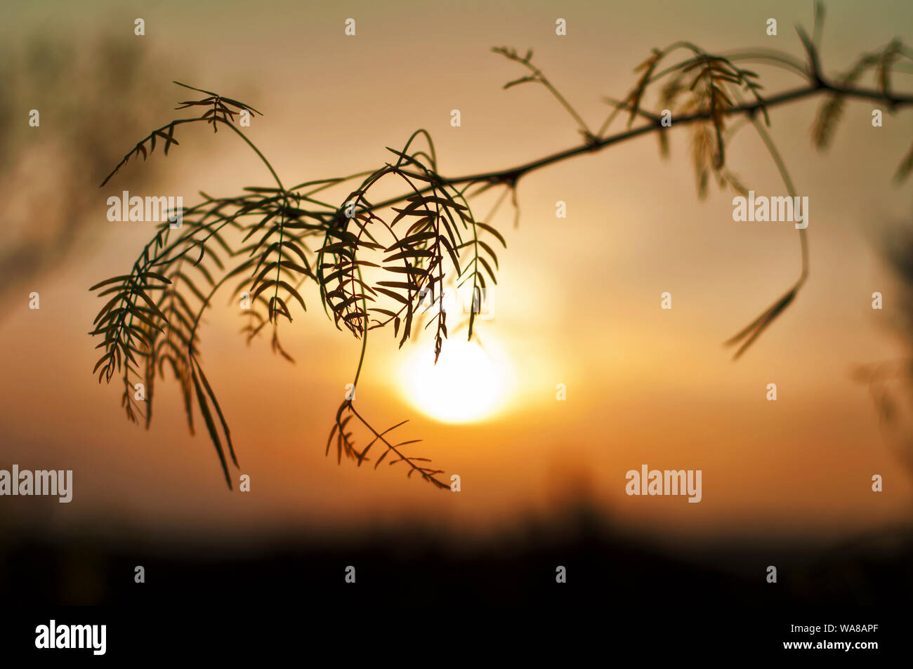 Texas Sunset Stock Photo