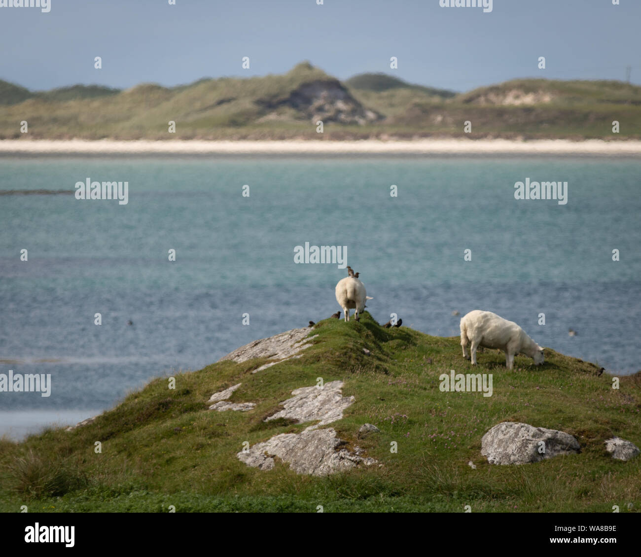 A few sheep in a stunning location. Outer Hebrides, Scotland. Stock Photo
