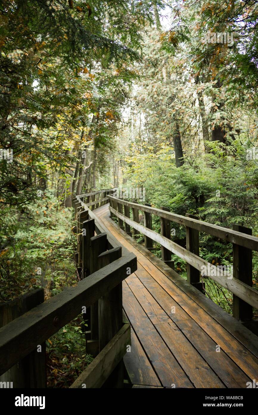 Vertical shot boardwalk bridge hi-res stock photography and images - Alamy