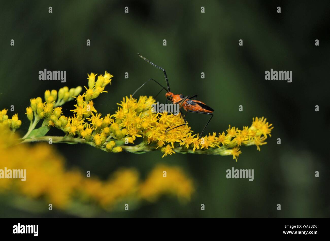 Milkweed assassin bug on goldenrod. Stock Photo