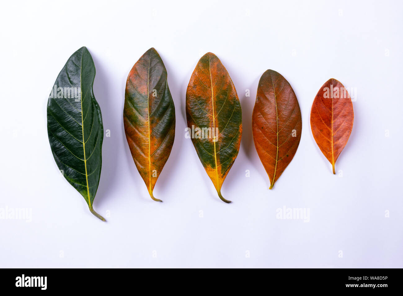 Autumn leaves color gradient summer autumn season change concept. Copy ...
