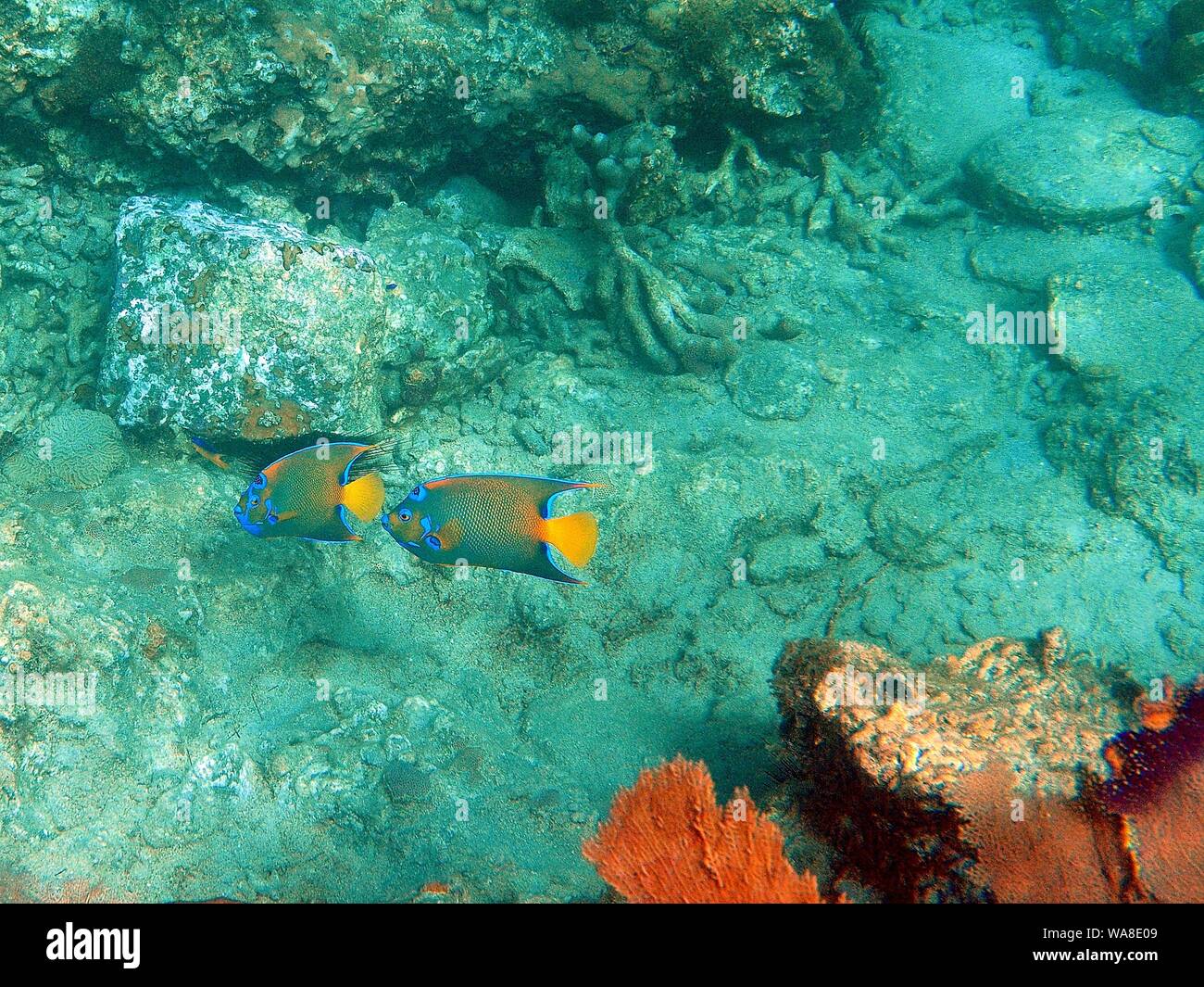 Two mature Queen Angelfish (Holacanthus ciliaris) showing the yellow