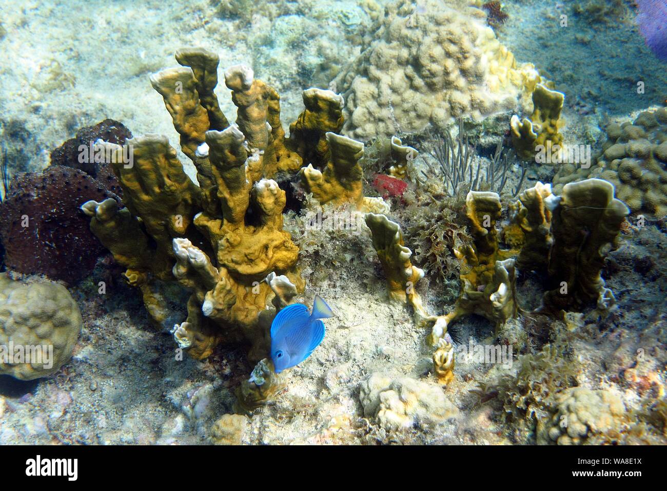 Blue Tang (Acanthurus coeruleus) cavorts between the Blade Fire Coral (Millepora complanata), Crocus Bay, Anguilla, BWI. Stock Photo