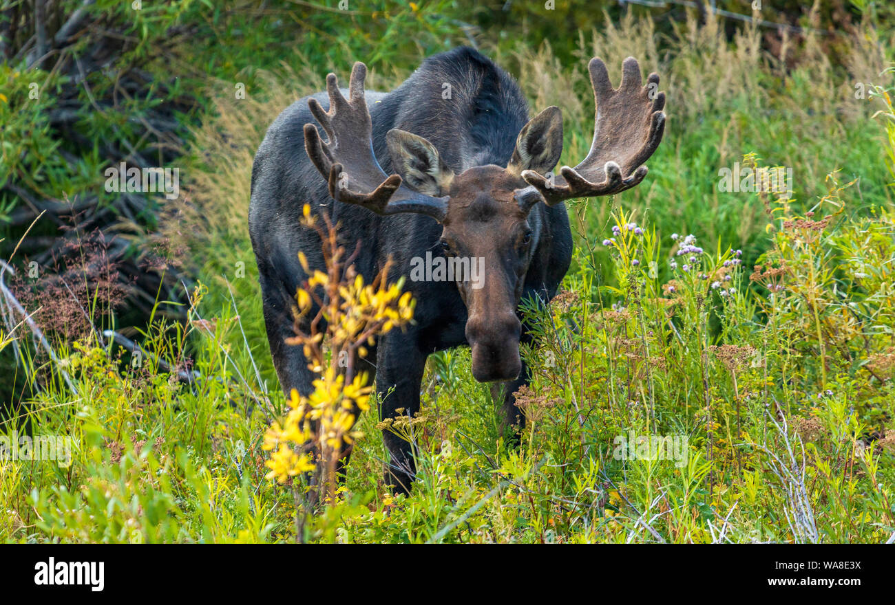 In this shot a Bull Moose (Alces alces) grazes along the Beaver Creek area near Highway 39, northeast of Huntsville, Utah, USA. Stock Photo