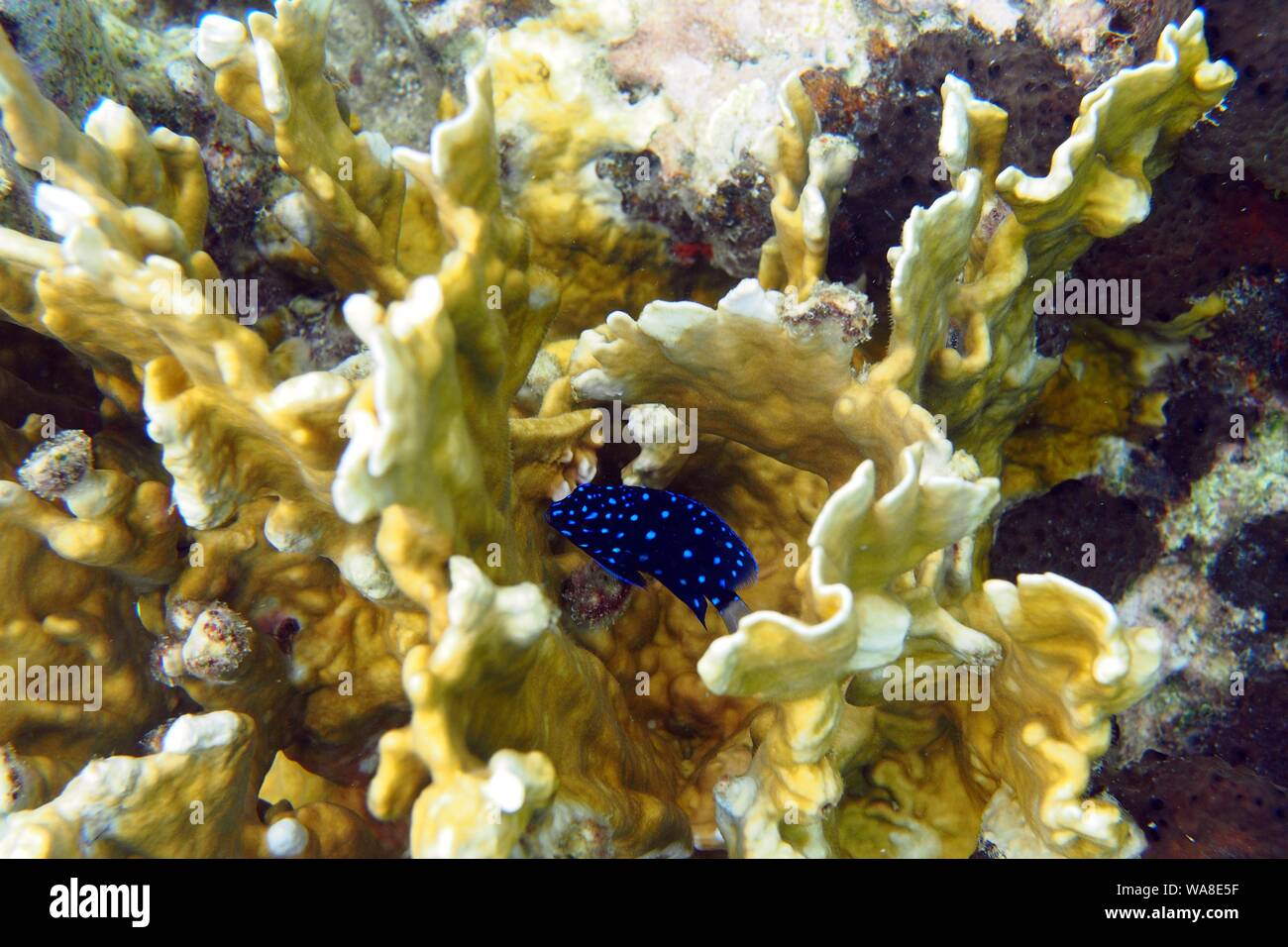 Yellowtail Damselfish (Microspathodon chrysurus) juvenile hiding in Blade Fire Coral (Millepora complanata), Crocus Bay, Anguilla, BWI. Stock Photo
