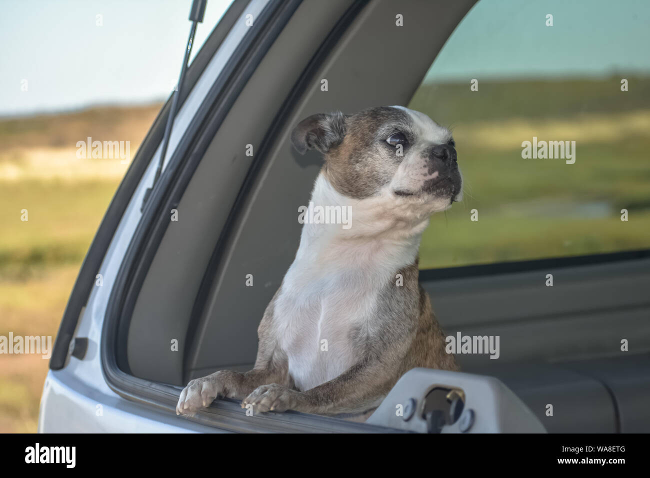 Little Boston Terrier dog standing in the back of an SUV truck. Stock Photo