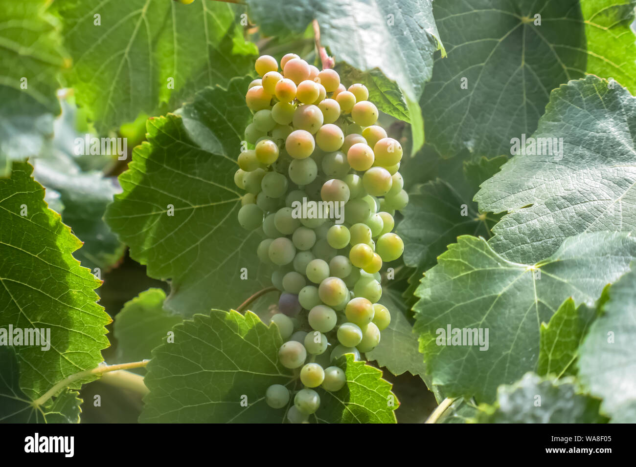 Wild California grapes growing on a vine. Stock Photo