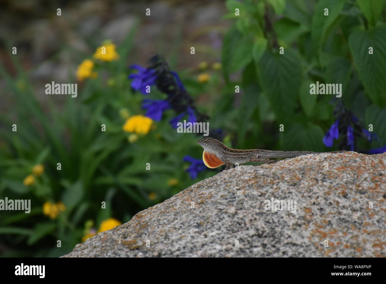 This is a wildlife picture of a Bahaman Anole which is commonly known as a Brown Anole. This is a very common little lizard in Florida. Chameleons. Stock Photo