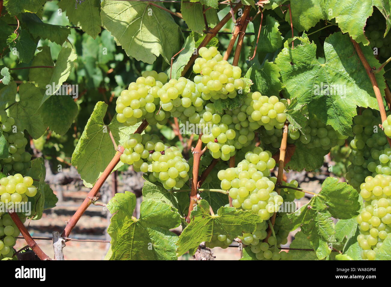 Chardonnay Grapes, Carneros, Napa, California Stock Photo Alamy