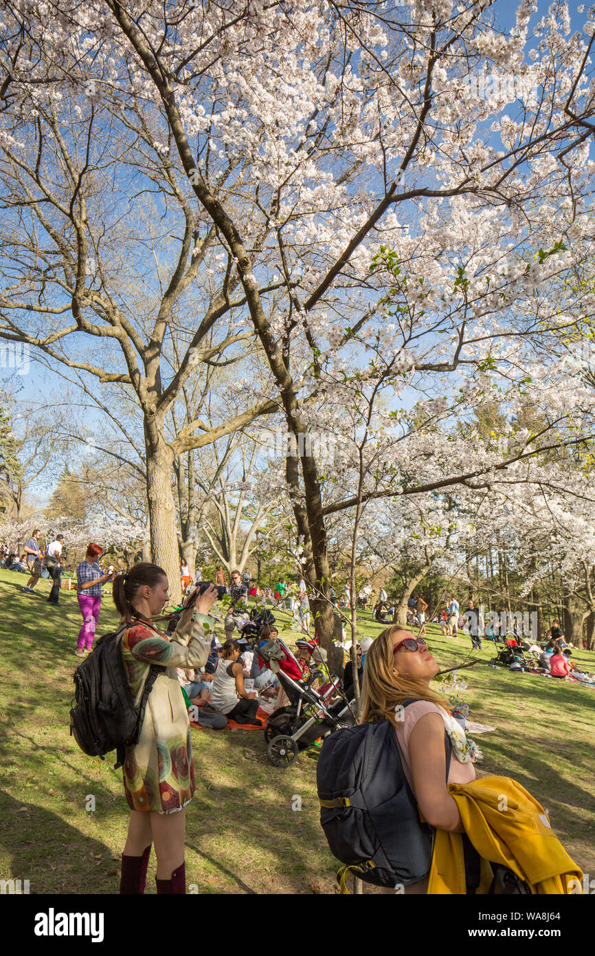 High Park Cherry Blossoms Stock Photo Alamy