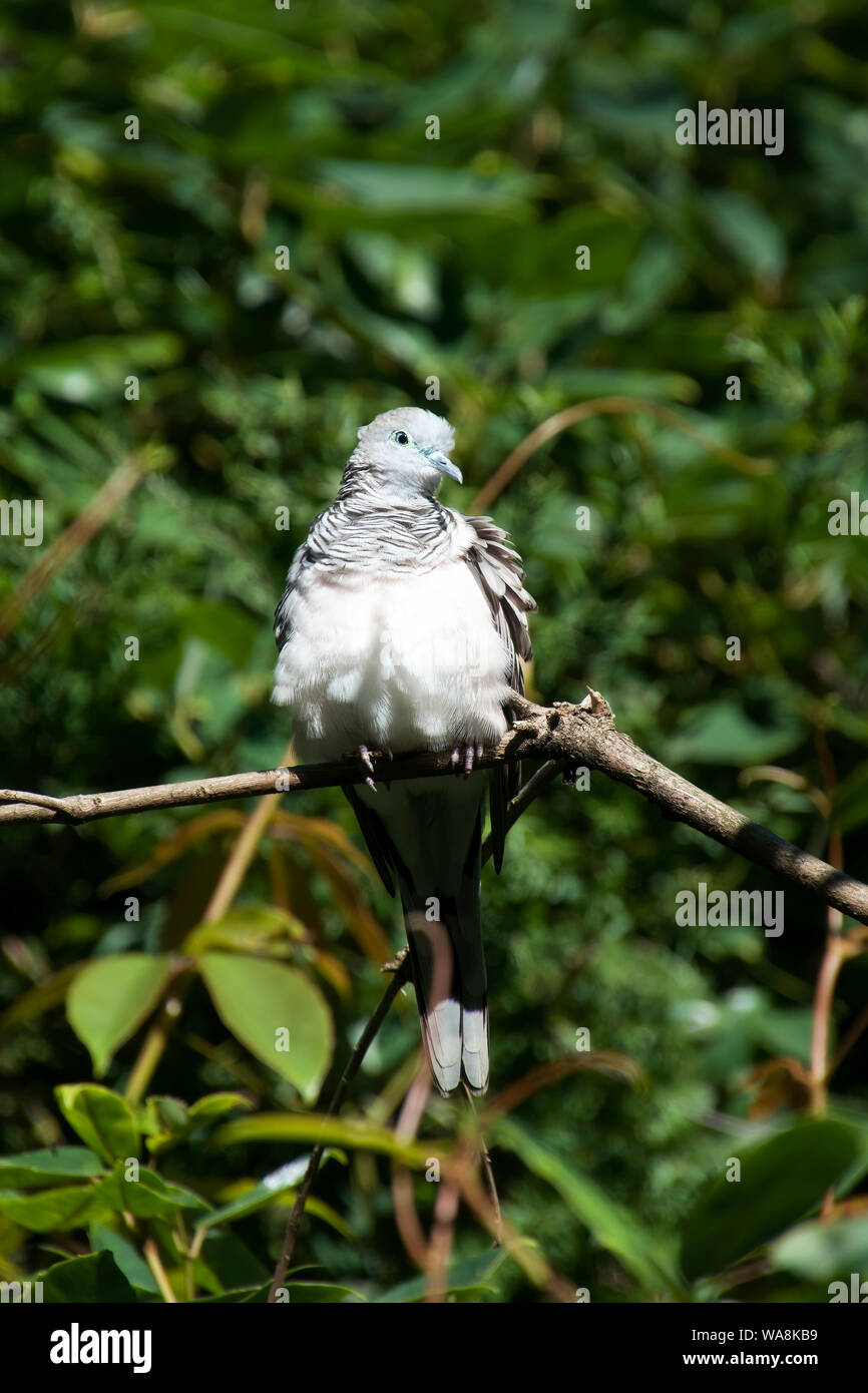 Sydney Australia, native peaceful dove sitting on branch with feathers puffed up Stock Photo