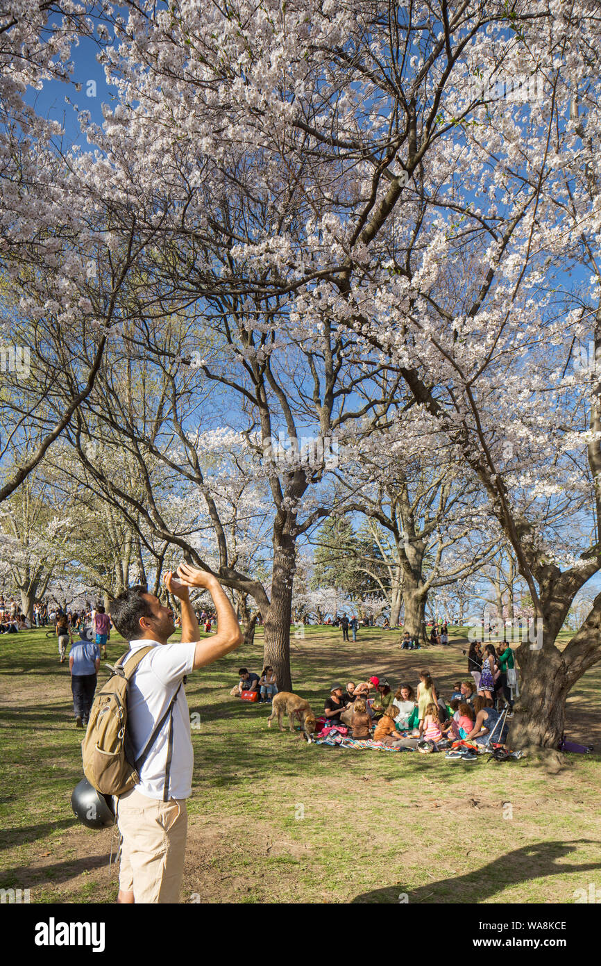 High Park Cherry Blossoms Stock Photo Alamy