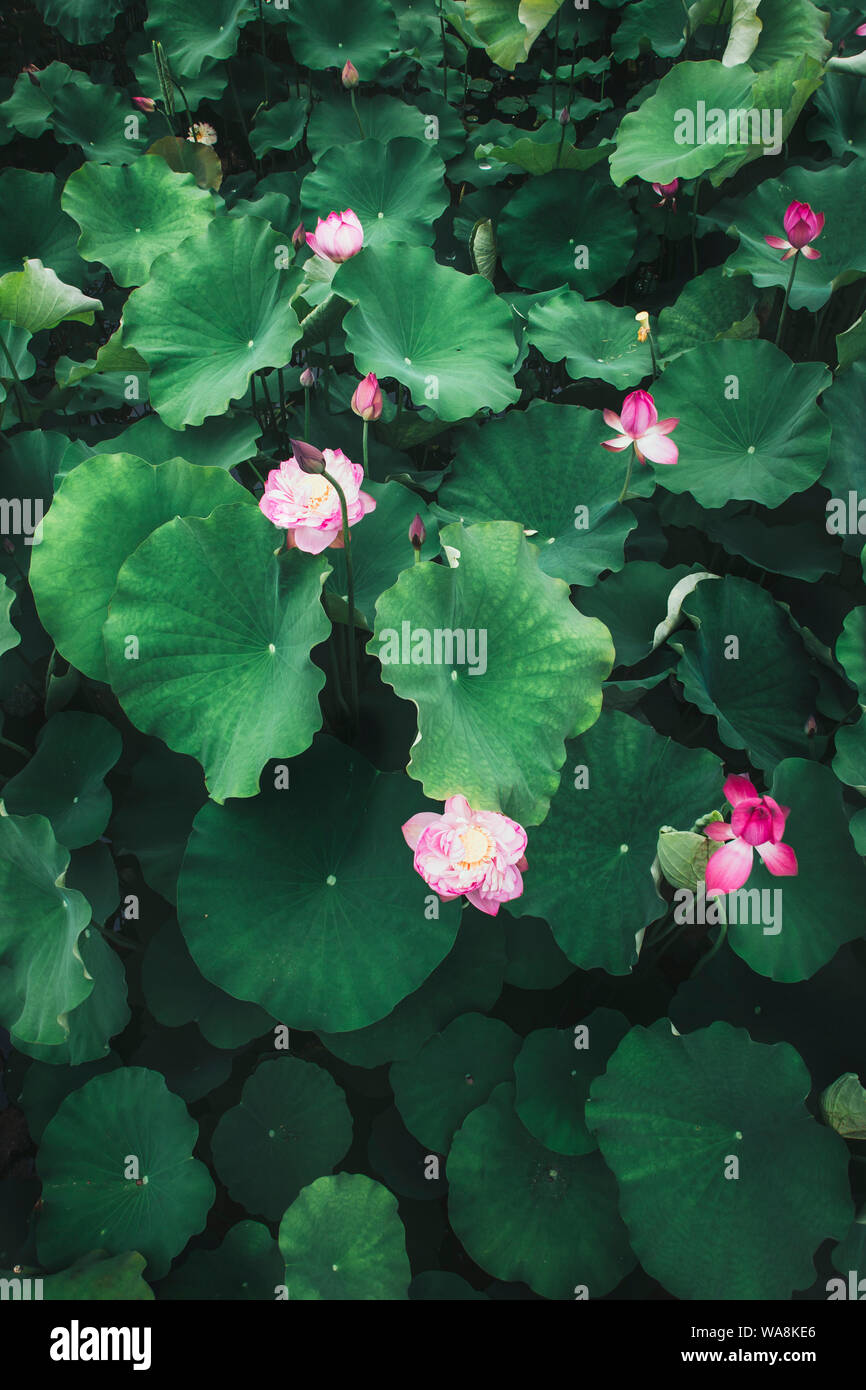 Lotus and Leaves Stock Photo Alamy — free download