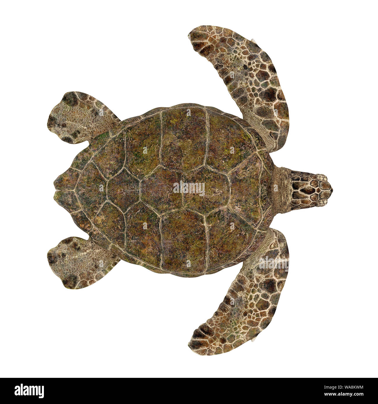 Sea Turtle Isolated Stock Photo - Alamy