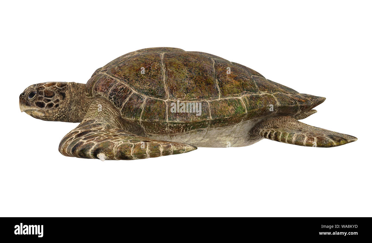 Sea Turtle Isolated Stock Photo - Alamy