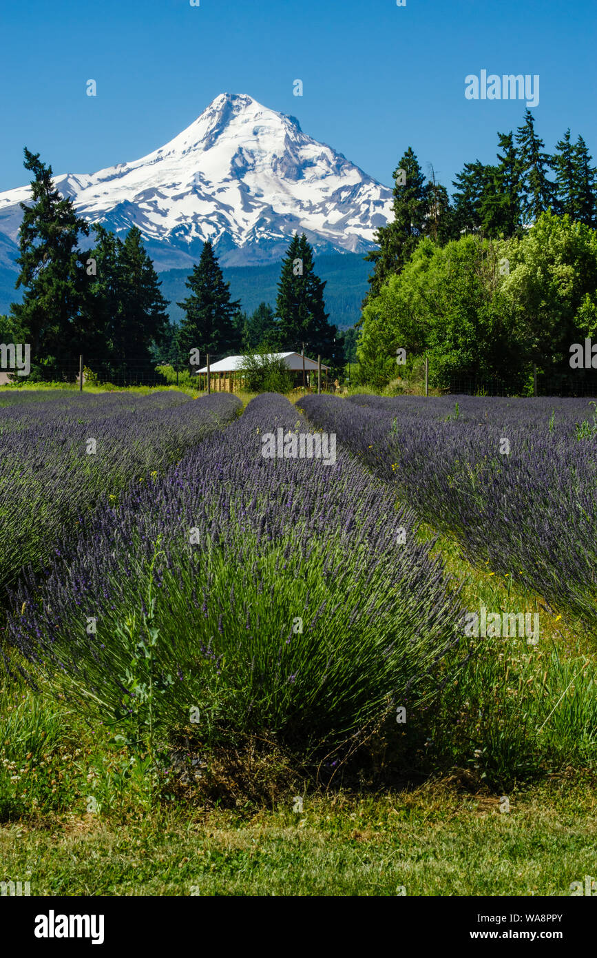 Snow covered Mt Hood forms a background for a Lavender farm in full bloom.  Mt Hood Oregon Stock Photo