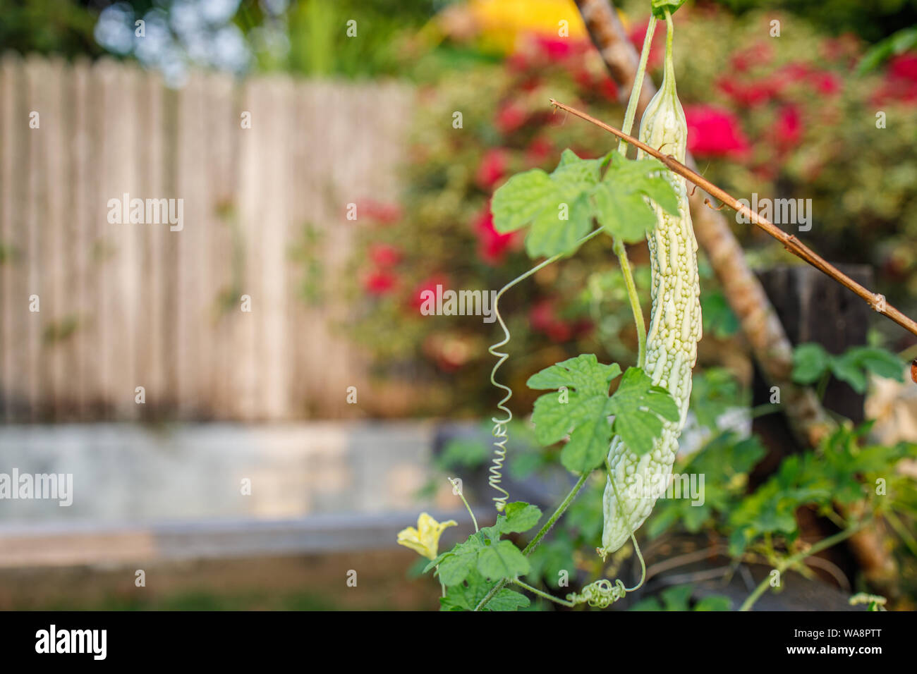 Bitter gourd flower hires stock photography and images Alamy