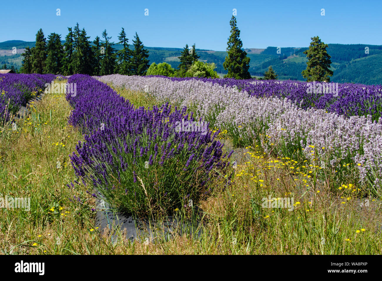 Lavender in full bloom at a lavender farm near Parkdale, Oregon Stock Photo