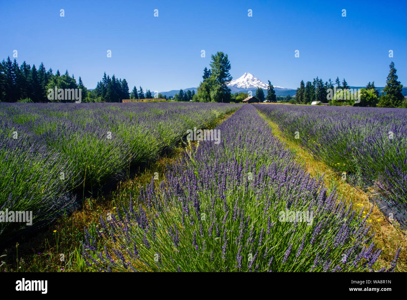 Blooming fields of Lavender with Mt Hood in the distance.  Mt Hood, Oregon Stock Photo