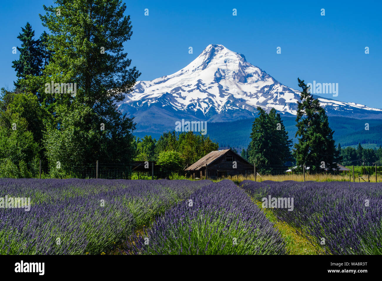 Snow covered Mt Hood forms a background for a Lavender farm in full bloom.  Mt Hood Oregon Stock Photo