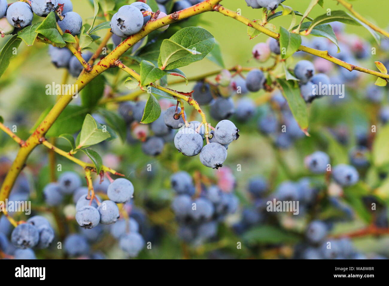 Blueberries ripening on the bush. Shrub of blueberries. Growing berries