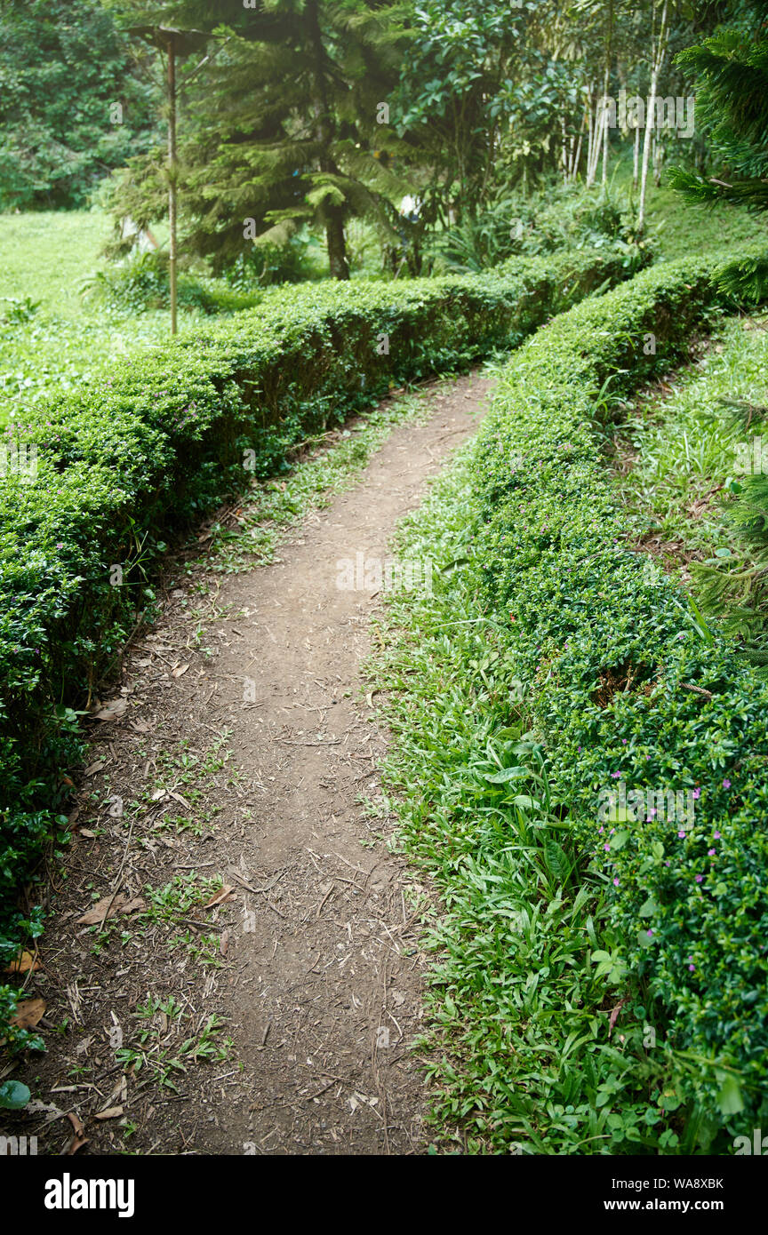 Small pathway in green park around bushes on sunny day Stock Photo