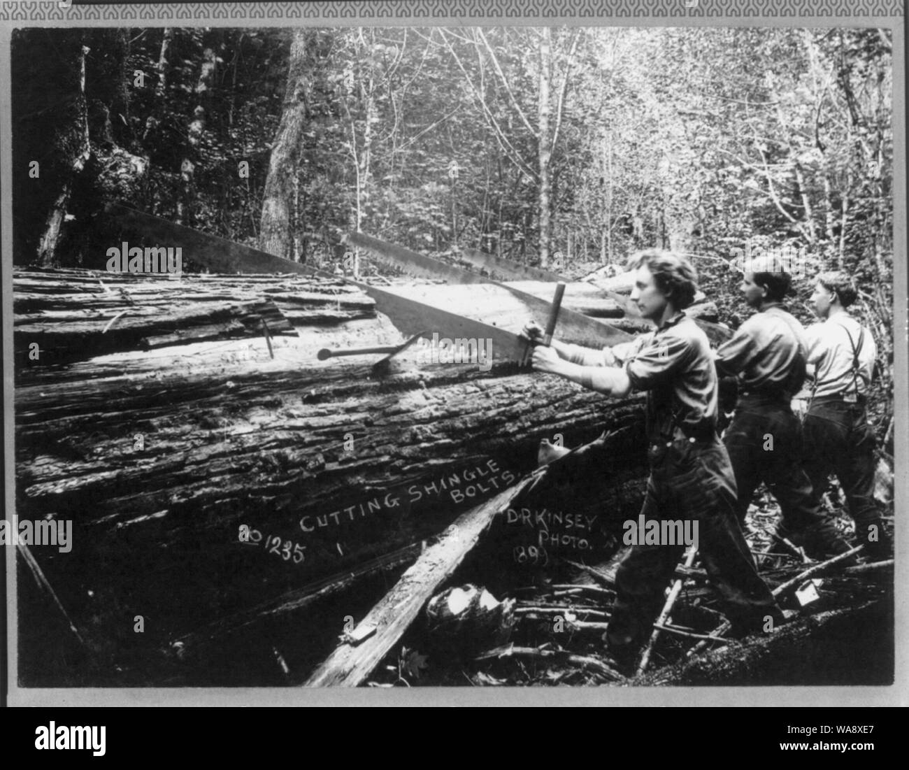 Cascade Mountains, near Seattle, Wash.: [Cutting shingle bolts] Stock