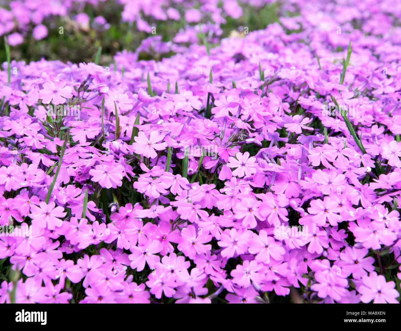 Pink phlox subulata flowers background Stock Photo - Alamy