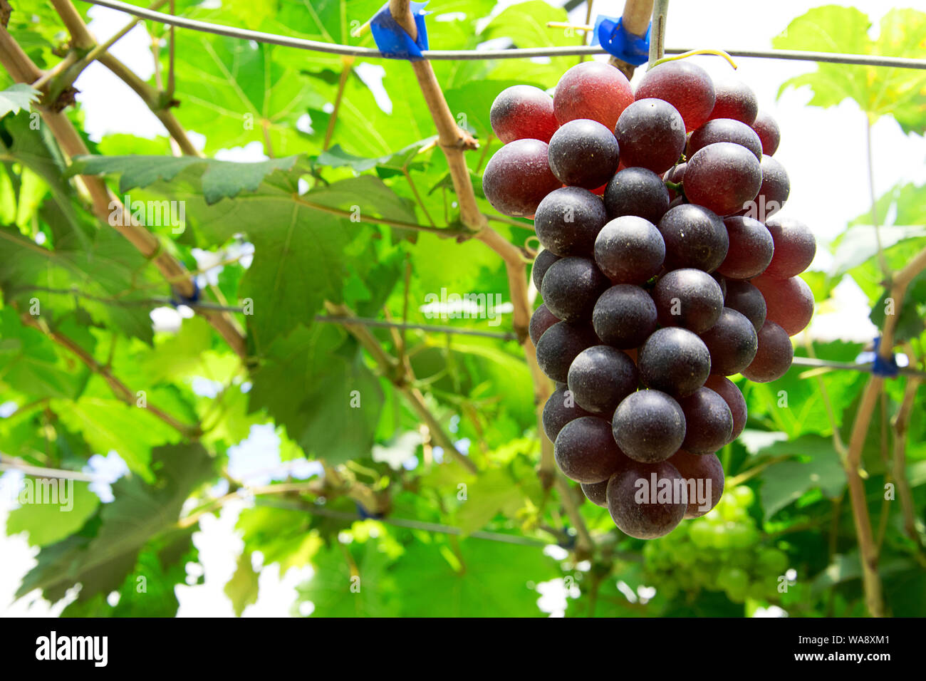 Red grapes in the vineyard Stock Photo Alamy