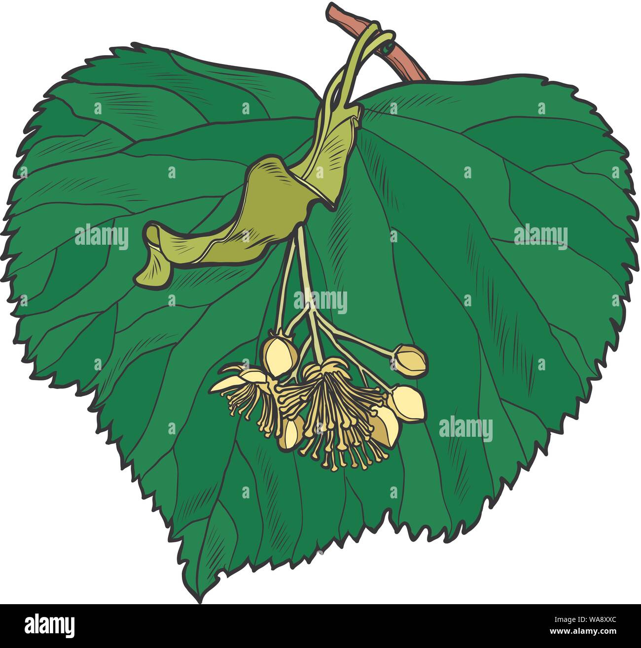 Linden tree leaf. Pop art retro vector illustration drawing Stock Vector