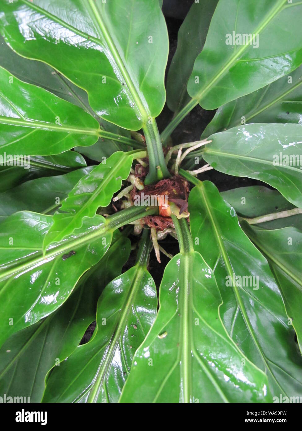 dracaena safe for dogs Golden Coast Dracaena