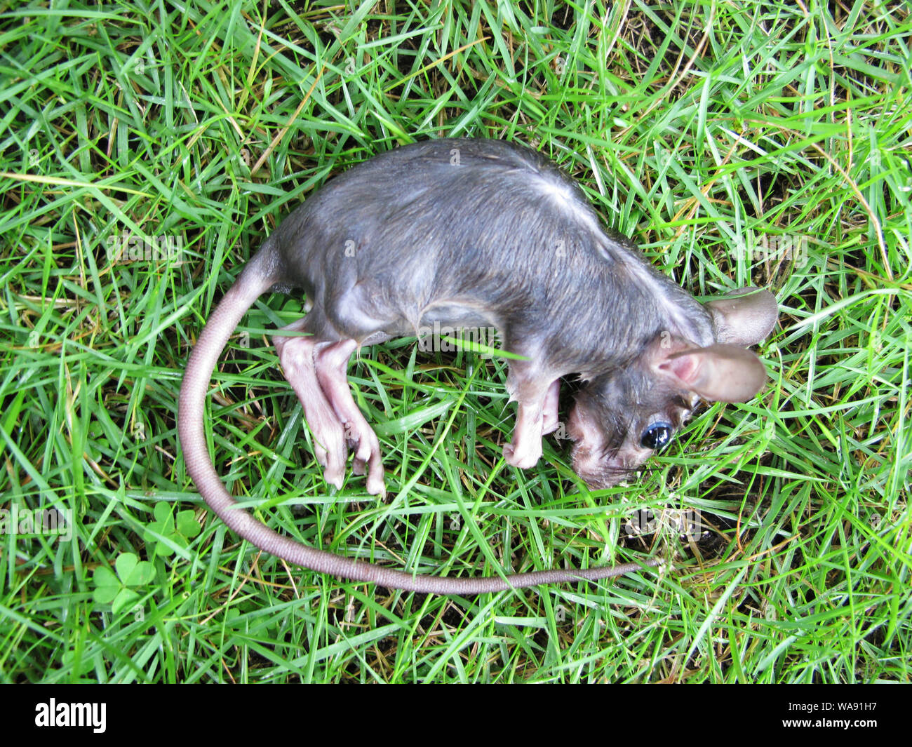 Animal corpse hires stock photography and images Alamy