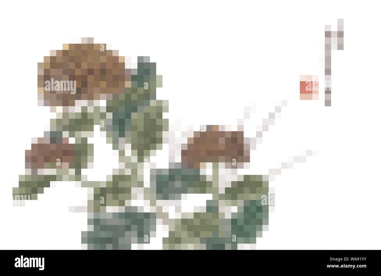 Watercolor ink paint art vector texture illustration chrysanthemum